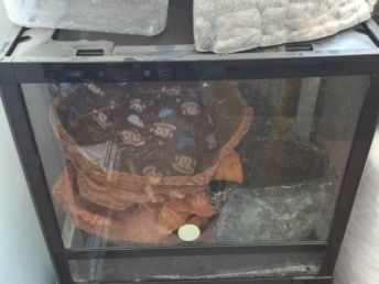 北京寵物用品市場中的玻璃爬箱與品牌寵物食品選購指南